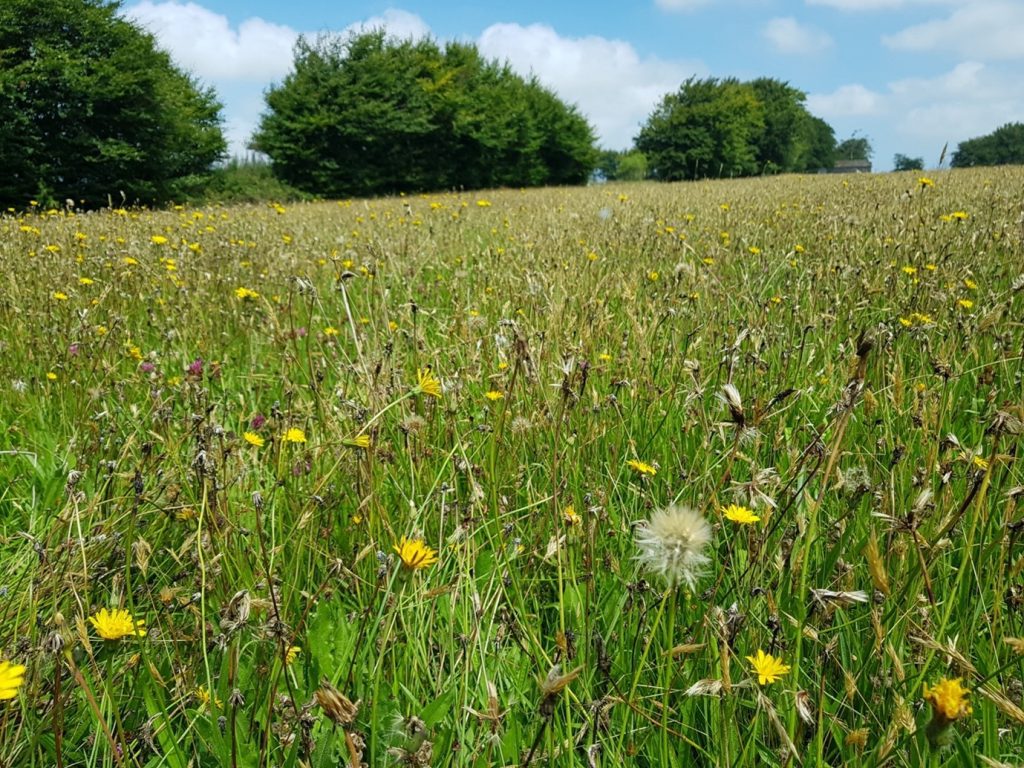 Meadow Makers The Exmoor Society