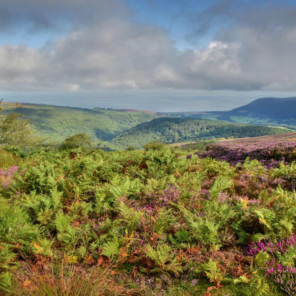 August's-colour-on-Dunkery-Leanna-Coles