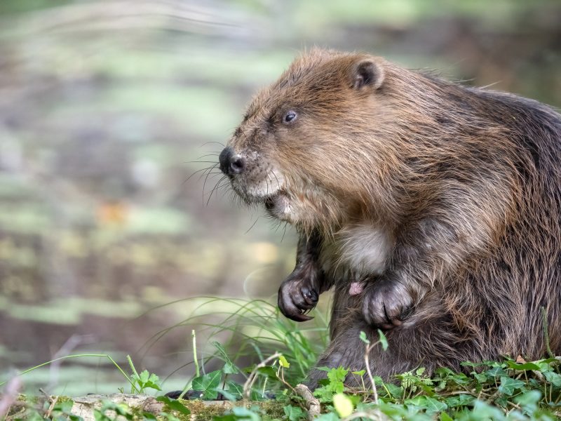 Barry Edwards_female beaver_P7251660 Web