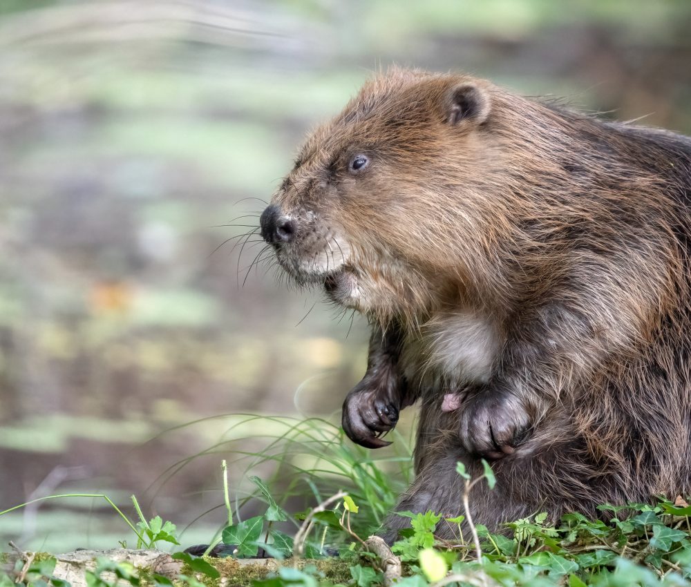 Barry Edwards_female beaver_P7251660 Web