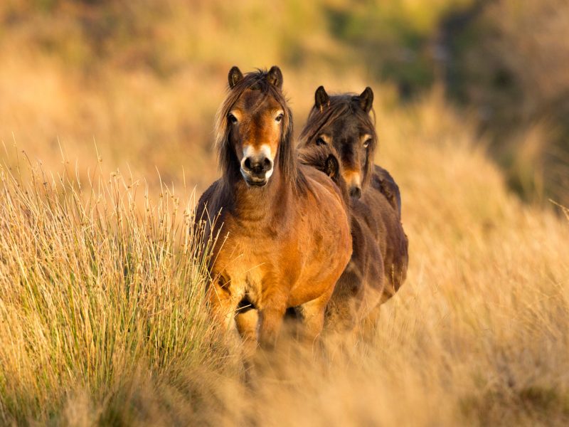 Exmoor-Ponies-By-Rupert-Smith