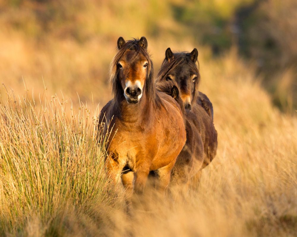 Exmoor-Ponies-By-Rupert-Smith