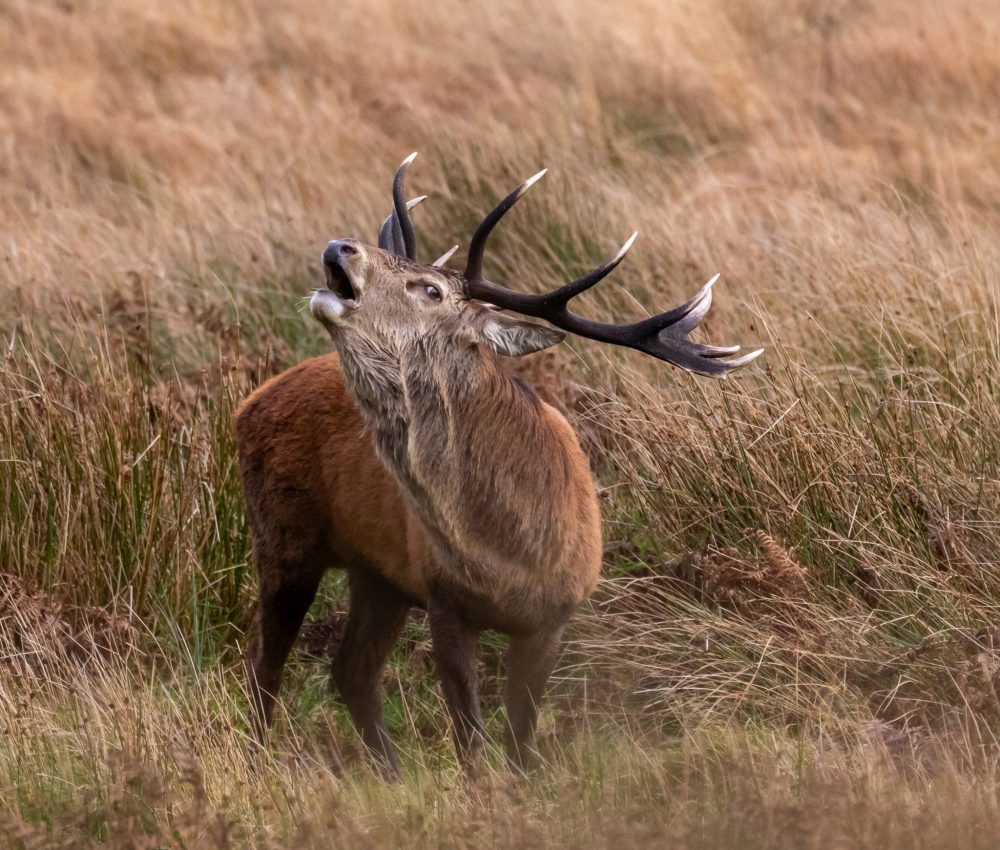 Exmoor Red Stag Bolving - LANGBEIN Jochen