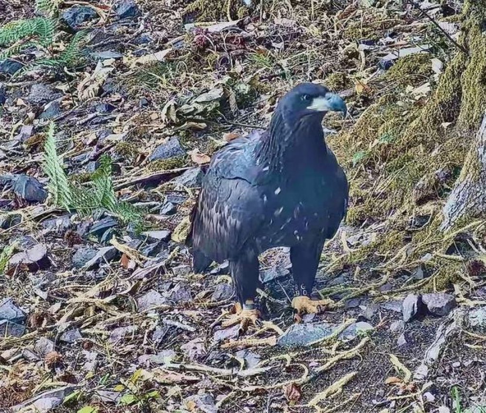Exmoor Sea Eagle Credit Roy Dennis Foundation and ENPA