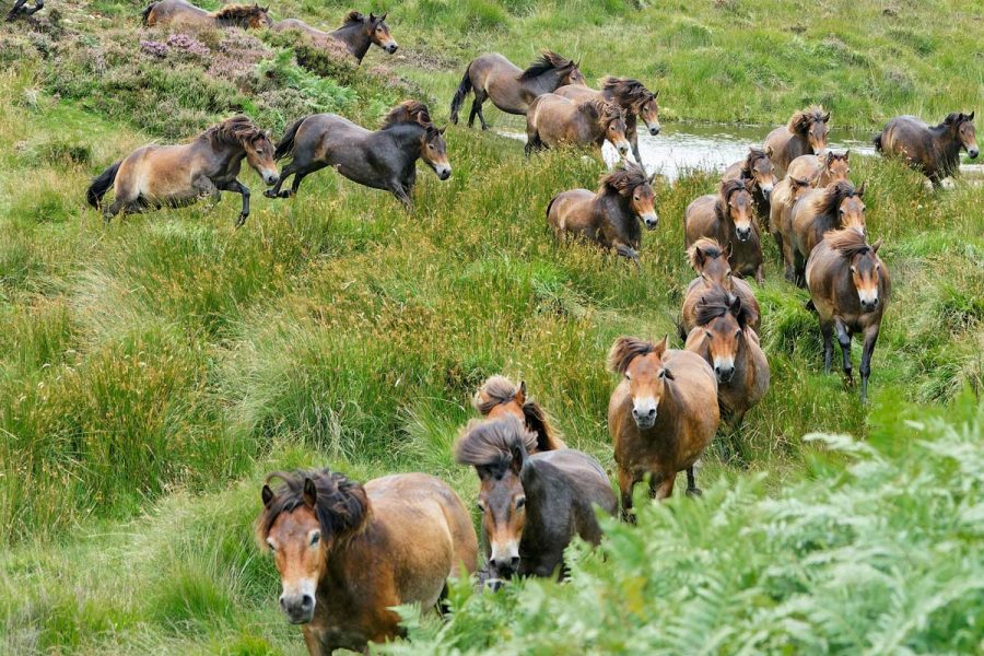 Exmoor pony roundup 2021 Maurice Sarson