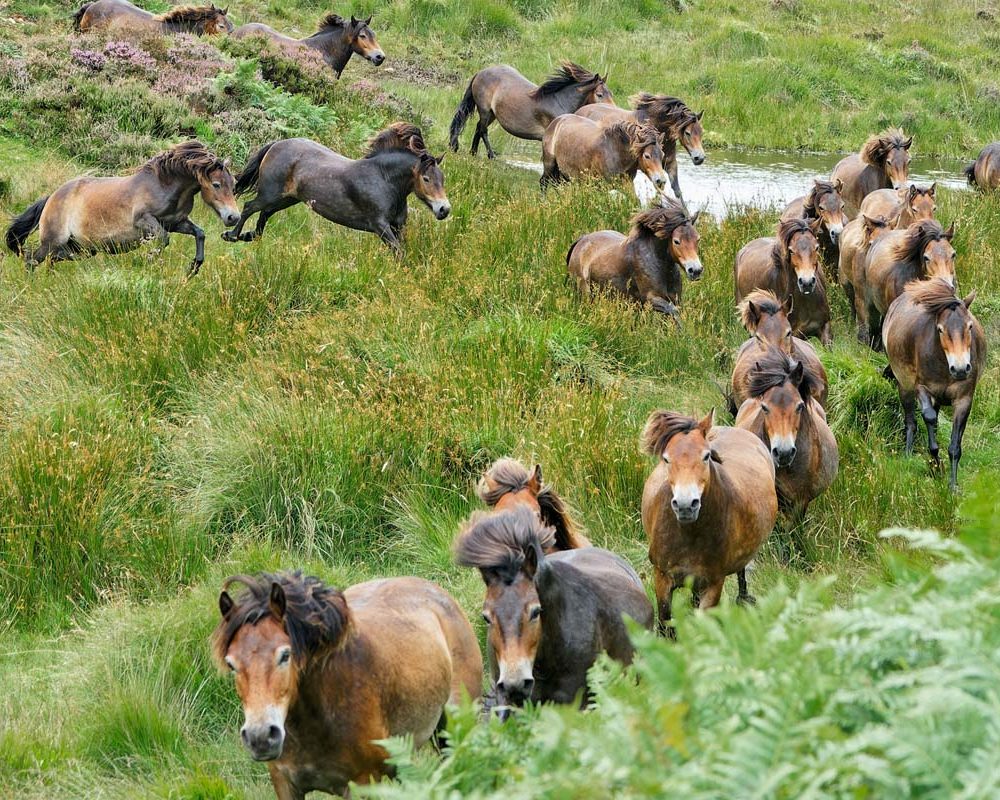 Exmoor pony roundup 2021 Maurice Sarson