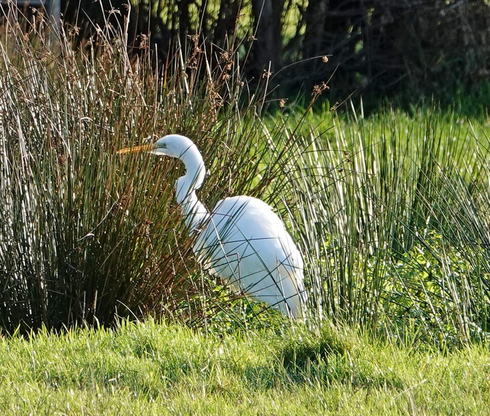 Great white egret