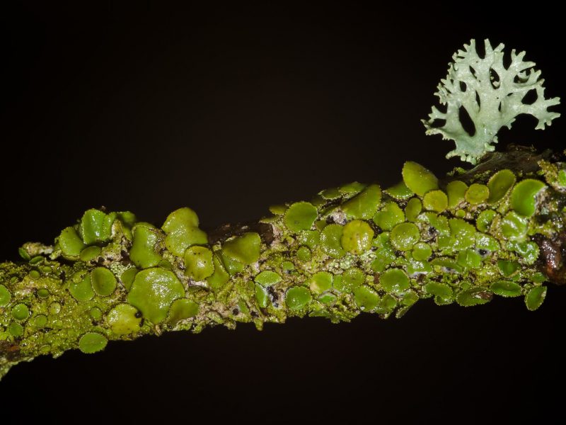 Green lichen - ENPA