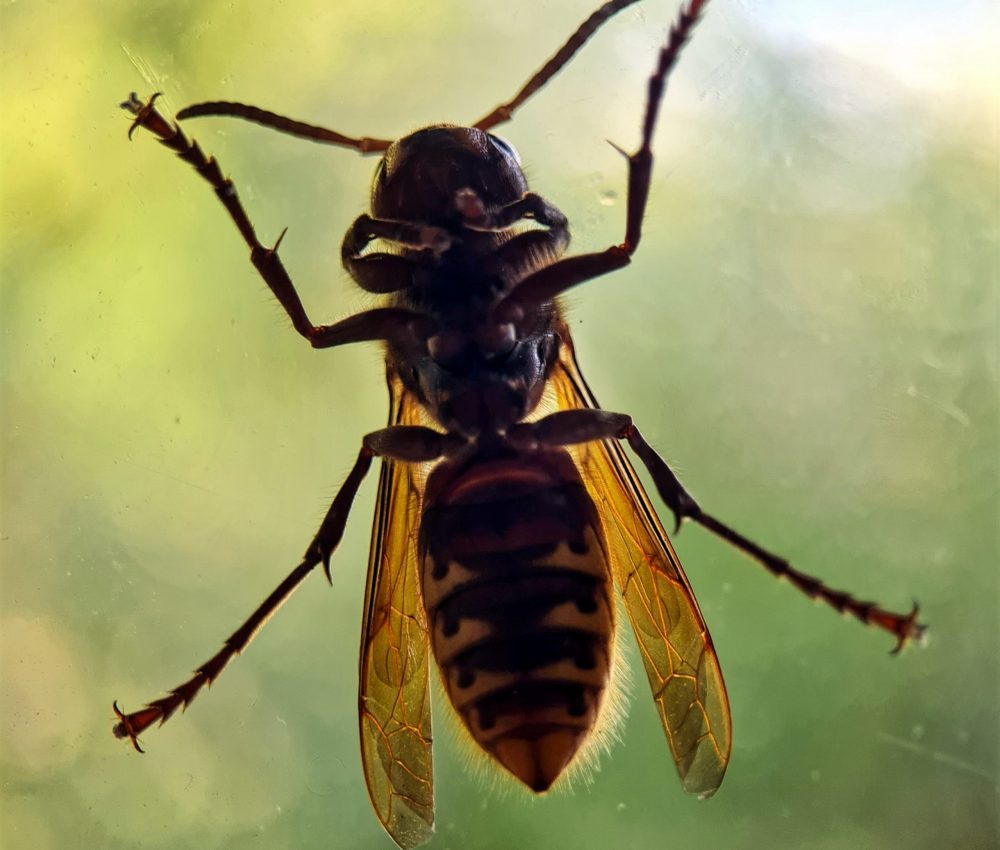 Hornets Nigel Hester (2)