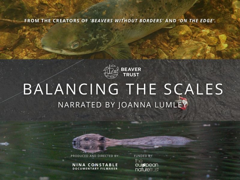 Landscape Cover Graphic