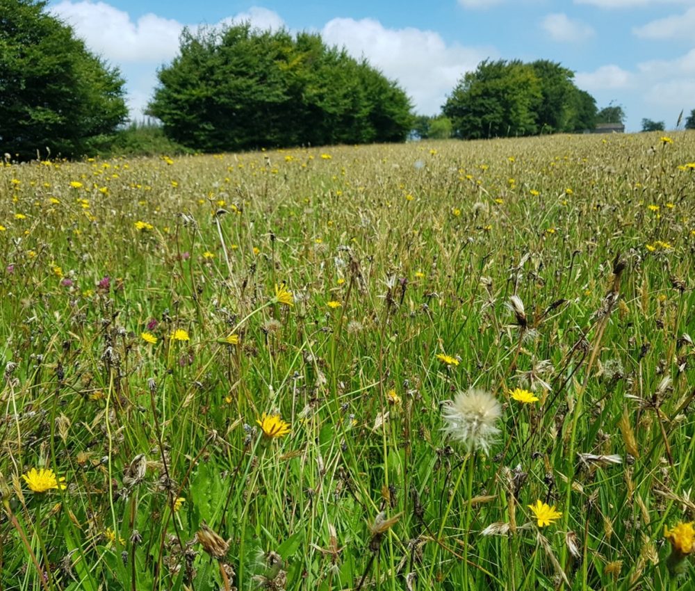 Meadow at Higher Blacklands (Giles Roberts)