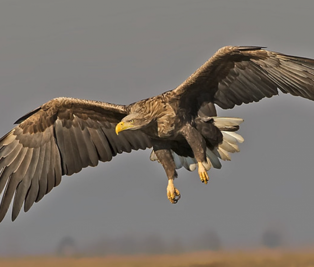 White tailed eagle Kathleen Everitt