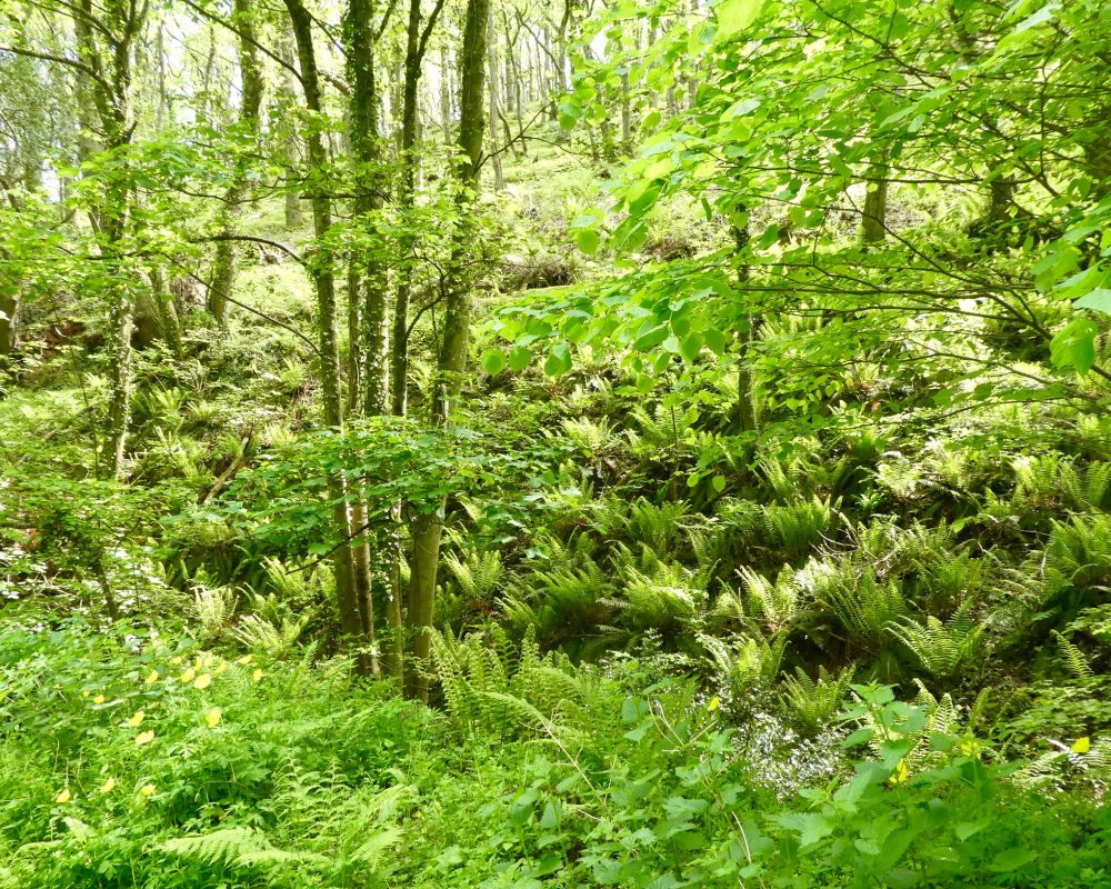 Woodland 2 - MT