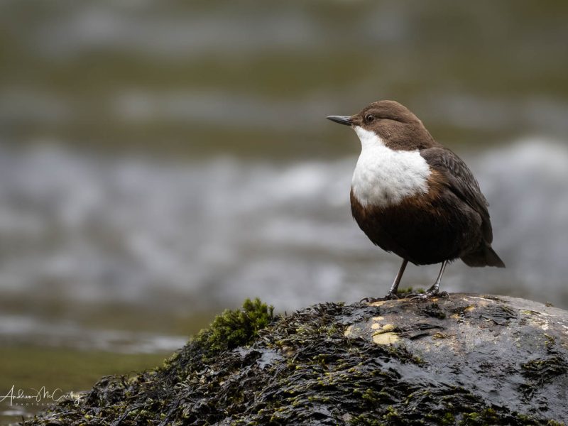 dipper1 (1)