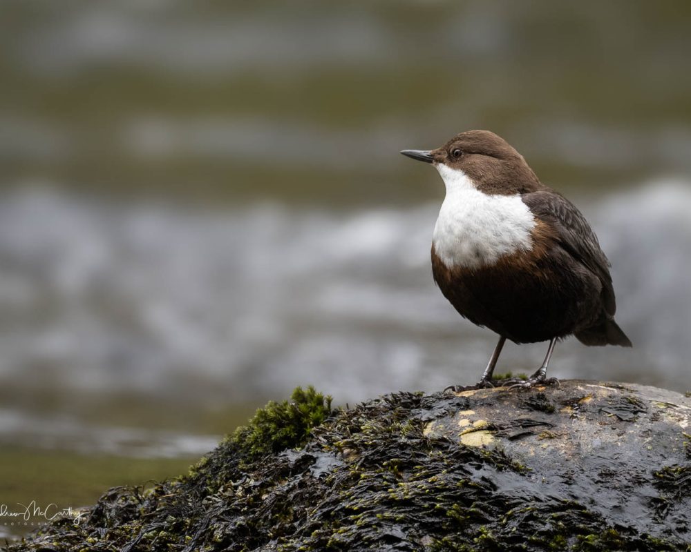 dipper1 (1)
