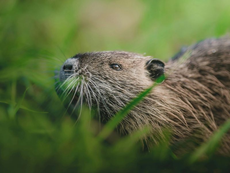 pexels-dkomov-19334527