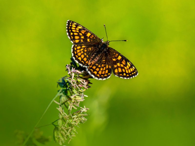 pexels-erik-karits-2093459-13713825