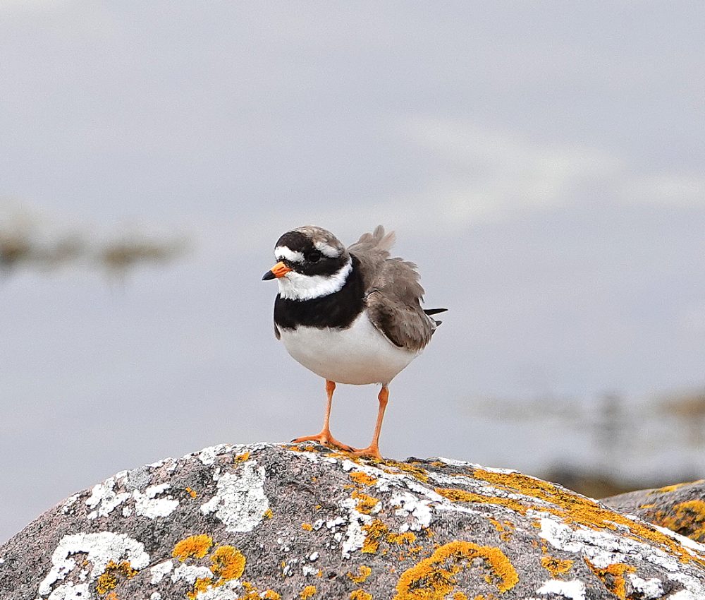 ringed plover 1 nigel hester